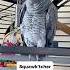 If You Don T Laugh Like George McFly Are You Even A Real Squawk Tcher Funnyparrot Talkingparrot