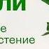 Плющ джунгли Хедеры честный уход красиво и просто