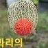 꽈리의 누드쇼 Shorts 꽈리 누드쇼 런웨이 모델컨테스트 애로 금탄동