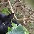 Cat Wearing Camera Meets An Angry Black Cat
