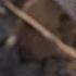 How To Build A Bow Drill Fire Live Free Or Die DIY