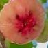 DO YOU KNOW THIS FRUIT Makopa Java Apple Shorts