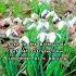 Snowdrop Folklore Folktale
