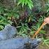 Survival Skills Poor Boy Went To A Big Stream To Hunt And Luckily Caught Many Giant Turtles