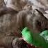 Cat Is Giga Chad Aura Cat Gigachad Cool Asthetic Reels Reactionvideo Reaction Reflexão Edit