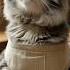Tiny Cat Shops For Salmon ASMR Cooking Aishorts Asmrshorts Catchef Cutecat
