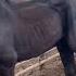 Help Us Save A Neglected Bonded Pair Of Senior Percheron Geldings 2 Mares From Going To Slaughter