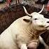 Cow Animals Bull Funny Cartoon Music Instrumental Ringtone Beats Love