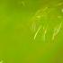 How Extra Virgin Olive Oil Is Made In Greece Regional Eats Food Insider