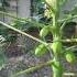 Papaya T R Hovey Plants Garden Houseplant
