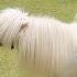 Yuk Kasih Makan Kuda Poni Mirip My Litte Pony Mengenal Binatang Lucu