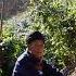 Oldies Singer Song Akha Thailand Nature Travel ไร