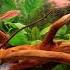 AQUARIUM RELAXATION АКВАРИУМ РАССЛАБЛЯЮЩАЯ МУЗЫКА