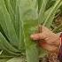 Aloe Vera Extraction Process