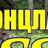 ВЕРНАЯ СОБАКА ИЗ КОНЦЛАГЕРЯ СС БОНЗО 349