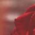 Sture Zetterberg This Poor Love Song