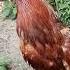 Best Rooster Sound