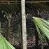 The Kind Man Is Helping Bac Build A New Chicken Coop Making More Nests For Chickens To Lay Eggs