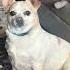 POV You Try To Discipline A Dog Who Thinks He S Your Boss Dog Doglife Pet Funny Fyp Dogs