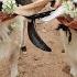 Chikka Tirupathi Sheep Goat Market Bangalore May 24 Nearing Bakrid 2025 Every Saturday Amingad
