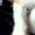 Daisy Daisy Give Me Your Answer Do