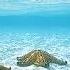 Microsoft Windows XP Plus Startup And Shutdown Desktop Themes 2 1