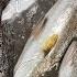 Gripping Lips Fishing Is Live Speckled Trout Charter