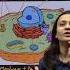 Cytoplasm And Cytosol Difference Protoplasm Vs Protoplast Living Content Of Cell Is Called Neet