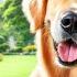 24 Hours Of Dog TV Calming Music To Help Dogs Sleep Soothing Music For Dogs With Stress Anxiety
