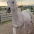 Perfect Song For This Arabian Horse