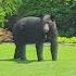 What To Do If You Encounter A Black Bear In Alabama June 20 2025 News 19 At 6 P M