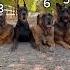 Siblings Anthem Check All Rescue Ages Are Estimates Husky Greatdane Gsd Belgianmalinois