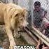 A Lion S Response To Rule Breaking