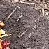 What Happens When You Bury Kitchen Scraps In The Garden