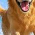DOG TV Video Keep Dogs Entertain Calm When Home Alone Best All Day Relaxing Music For Dogs