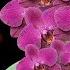 Pour 1 Spoonful Into The Roots Of The Orchid Suddenly Each Node Blooms 499 More Flowers