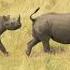 The Rhino Is Running Running While Making A Sound Shorts
