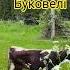 Послухай та подивись буковель відпустка звук природа атмосфера ліс Shorts