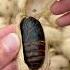 Silkworm Chrysalis Grew On The Tree Chinese Mountain Forest Life And Food Moo Tik Tok FYP