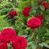 Сорт розы Черная магия сад Flowers розы чернаямагия