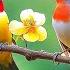 Piano For Anxiety Relief Birdsong Healing Tunes Restore Your Spirit
