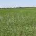 This Video Records The Growth Of Seedlings From Husniddin Rice Field In Uzbekistan On July 9 2024