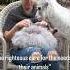 How To Remove Angora Rabbit Matted Fur Angorarabbit Handspunyarn Knitting Fiberfarm