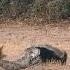 The Fearless Honey Badger Vs The Snake And The Jackals Animals Wildlife Snake Fyp