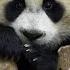 Panda Baby Snoozes On Treetop In The Cool Breeze IPanda