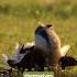 Booming Bustard In Action World S Heaviest Flying Bird Display Birds Wildlife Greatbustard