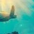 Underwater Music Dolphin Whale Sounds Relaxing Music For Harmony Of Inner Peace