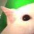 Cat Meow S Saria S Song For 15 Minutes
