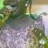 Rehema Simfukwe Neema Yako Live Music Video SMS Skiza 9841078 To 811
