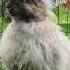 Work Smarter Bunny Angora Rabbits Farm Alaska Fiberart Homestead Chores Pets